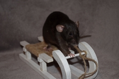 ratte-auf-schlitten