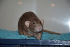 ratte-bailey