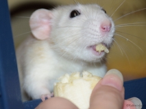 ratte-isst-banane