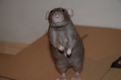 ratte-macht-maennchen