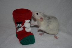 ratte-mit-stiefel