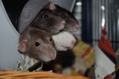 ratten-kuscheln-im-sputnik