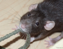 spielende-ratte