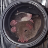 zwei-ratten-kuscheln