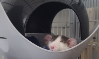 ratte-im-sputnik