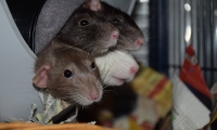 ratten-kuscheln-im-sputnik