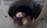ratten-liegen-im-sputnik