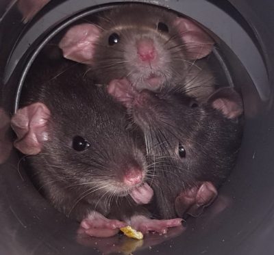 Ratten in einer Abwasserröhre