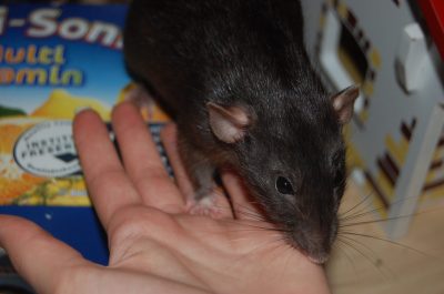 Ratte auf Hand