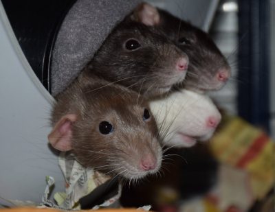 Ratten kuscheln im Sputnik