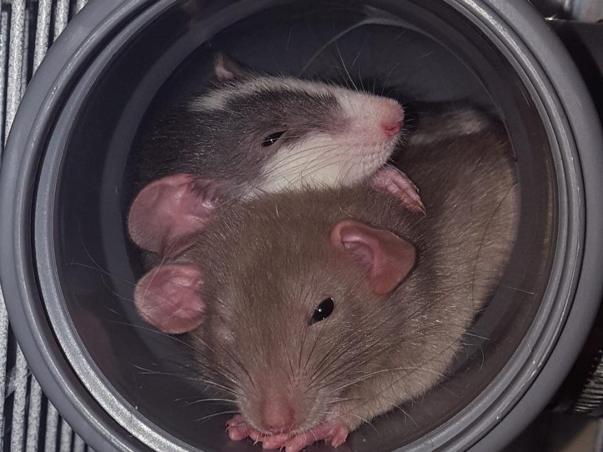 zwei Ratten kuscheln in einer Röhre
