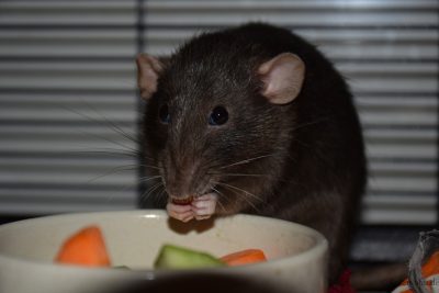Ratte isst Frischfutter