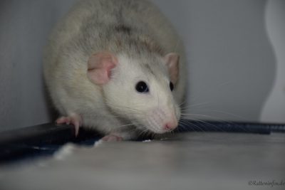weiß-graue Ratte