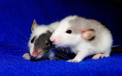 Ratten Nachwuchs