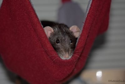 Ratte in Hängematte