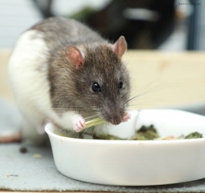 Ratten Ernährung