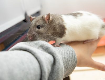 Ratte aus Rattenhilfe aufnehmen